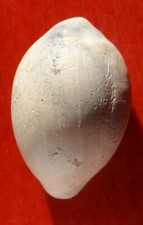 GASTÉROPODE FOSSILE DES LANDES , CYPRAEA