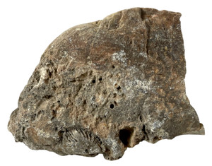 OBO 🪨🦴 Natural Organic FOSSIL 80 g SPECIMEN #10B POROUS STONE DISPLAY 🦴🪨