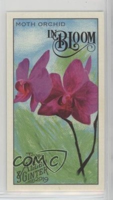 2019 Topps Allen & Ginter In Bloom Minis Moth Orchid #IB-8 nq3