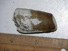 Dinosaur fossil tooth Spinosaurus Cretaceous Era bigger 1.5 inch long M56