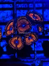 CE- WYSIWYG Darth Maul Zoa Zoanthid Frag Live Coral LPS SPS #R1GF18