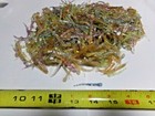 300 Mixed Glows Ice Fishing 1-7/8" Ice Picks Crappies Ice Fishing Panfish Trout