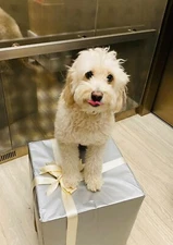 FREE Google Fi Referral $60 Credit Code 7H67PN - 100% Pet Charity Donation