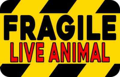 3in x 2in Red Fragile Live Animal Sticker Car Truck Vehicle Bumper Decal