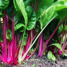 Flamingo Swiss Chard Seeds, NON-GMO, Colorful Salad, FREE SHIPPING