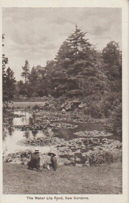 AK The Water Lily Pond, Kew Gardens 1915
