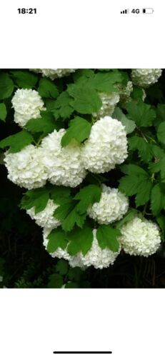Viburnum opulus Roseum - Gelder Rose - Plant in 2 L Pot - Picture 7 of 10