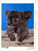 Calvendo Puzzle An Image From The Chihuahua Puppies Calendar | 1000 Pieces, Fini