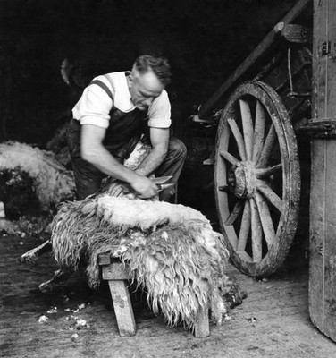 The farmer Mr Robinson Jackson is an expert shearer can get the fl- Old Photo