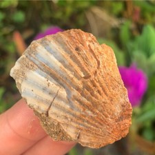 Large Natural Portuguese Fossil Shell Ancient Fossilised Shells Fossils Shop UK