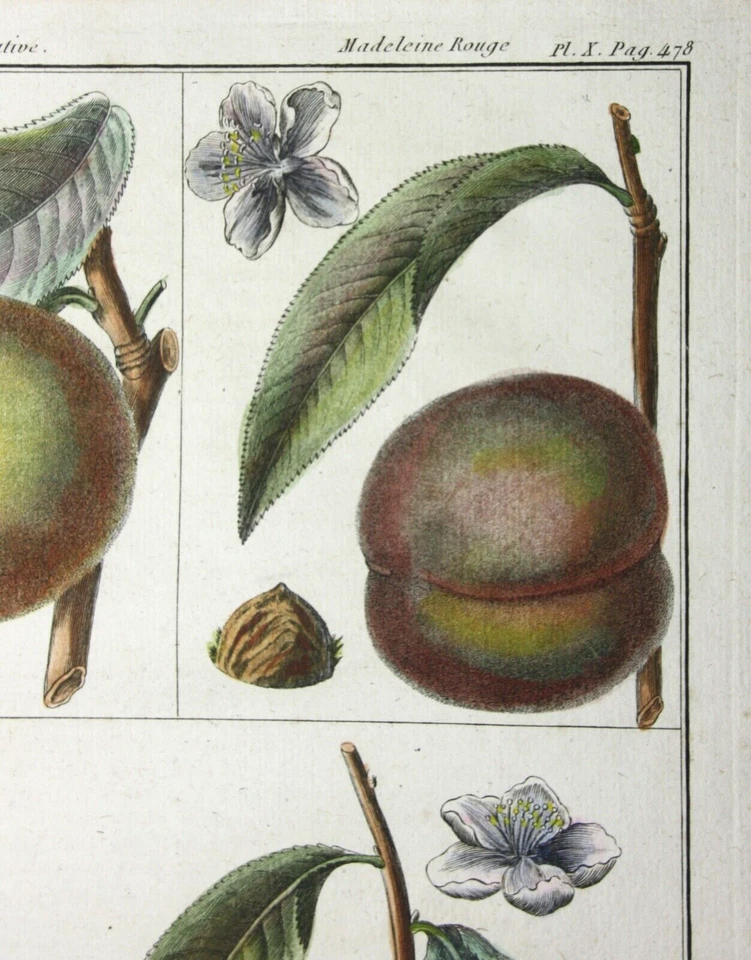 Pfirsich, Madeleine, altkol. Kupferstich aus Rozier "Cours d'agriculture" 1786 - Bild 3 von 4