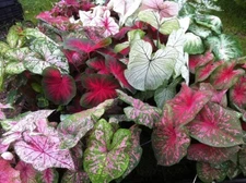 Caladiums Random Mix 'Value Pack' Size #2(6 Bulbs), 1"–1.5") | Easy to Grow