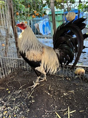 6+ Hatching Egg