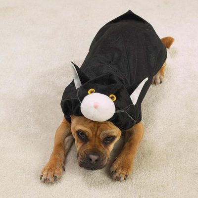Zack & Zoey - DOGGONE CAT - Halloween Dog Costume SMALL Pup Puppy