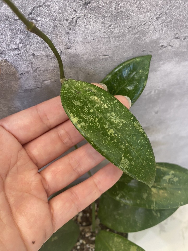 Hoya EPC832 *RARE* 4”Rooted Plant (J32) eBay
