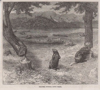 Orig. Holzstich: Beavers cutting down trees.