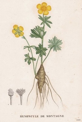 Renoncule Montagne Ranunculus flower Botanic Kupferstich engraving Saint-Hilaire