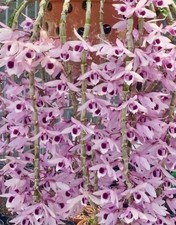 Orchid - Dendrobium Nikki Tee - Hybrid 2018 - Live Plant