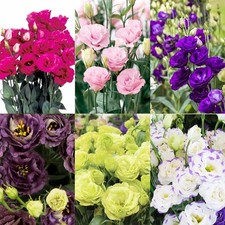 1000 Mixed Lisianthus Seeds for Planting-Lisianthus Thornless Roses Mixed
