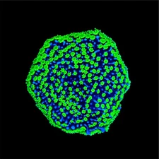 JF Poker Stars Monti WYSIWYG Live Coral Frag