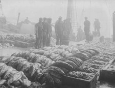 Piles of fish at Grimsby harbour, north-eastern England 1907 Old Photo