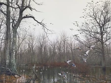 2023 Arkansas Ducks Unlimited Sponsor Print Signed AP Show Me the Green