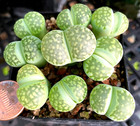 Mesembs Plant-- Lithops julii fulleri 'Fullergreen' C56A --ONE PLANT FROM GROUP!