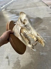 European Mount Wild Boar Skull With Wall Mount, Wild pig