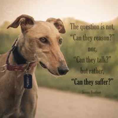 Greyhound refrigerator magnet 3 1/2'' x 3  1/2''