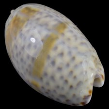 OLIVA BULBOSA (Dar Es Salaam, Tanzania) 27.7mm #41313