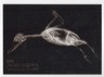 Bufflehead Duck 2024 Topps Allen & Ginter's X-Ray Oregon Zoo #XR-9