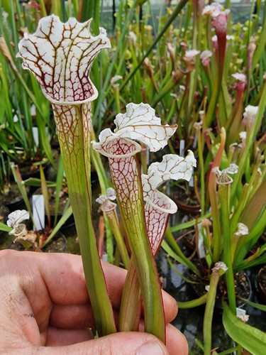 Sarracenia "Pink Thing" H187MK × S. leucophylla,fleischfressende Pflanzen - Bild 3 von 3