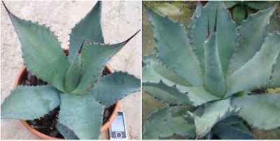 10 semillas de agave durangensis, plantas suculentas,seed succulents S |  eBay