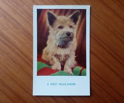 Ein West Highlander Hund.  E. T. W. Dennis Productions. Um 50er Jahre. Unbespielt. ,..