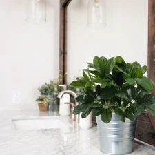 2 Pcs Artificial Schefflera Bushes Real Touch Faux Greenery for Home Office D...