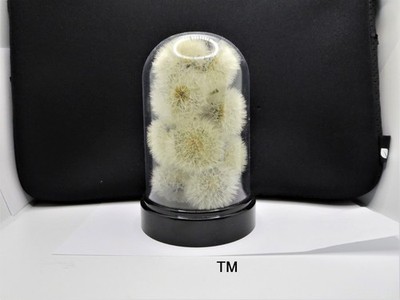 Dried Dandelion Art Dandelion Flower For Craft Dried Flowers decor Dandelions