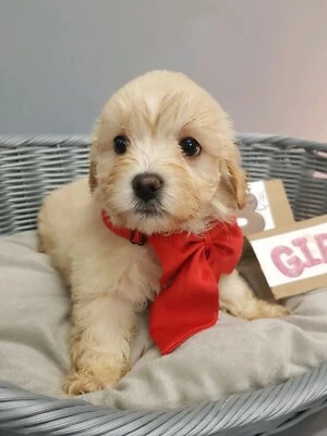 maltese cavoodle
