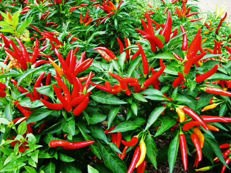 DWARF PEPPER HOT - PICCANTE A MAZZETTI - 40 SEEDS
