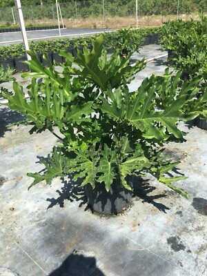 care for indoor ivy plant Ivy | White Wonder main image 0