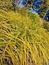 Carex oshomensis giallo bordure giardino aiuole laghetto