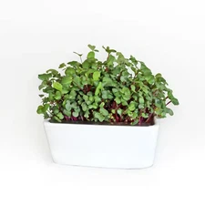 Microgreens Indoor Garden Starter Kit with 6-Seed Varieties, Reusable Desktop Pl