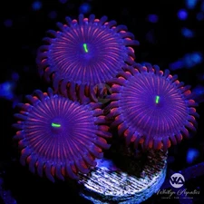 Purple People Eater Zoa - Live Coral Frag