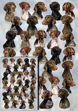 German Shorthaired Pointer Dog Wrapping Paper By Starprint - 1 sheet plus card