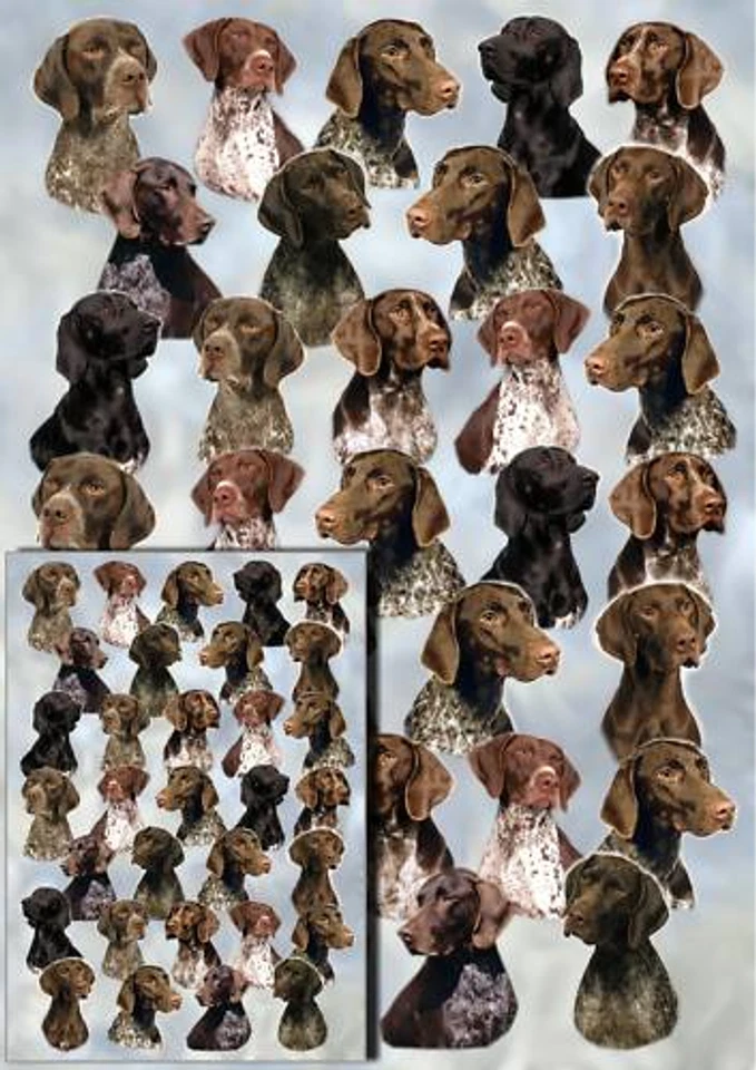German Shorthaired Pointer Dog Wrapping Paper By Starprint - 1 sheet plus card