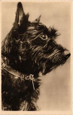 CPA AK Highland Terrier DOGS (729362)
