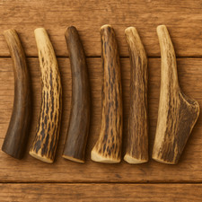 Small to Medium Red Stag Deer Antler Dog Chew - 6" to 7" -Grade A- 1 Chew