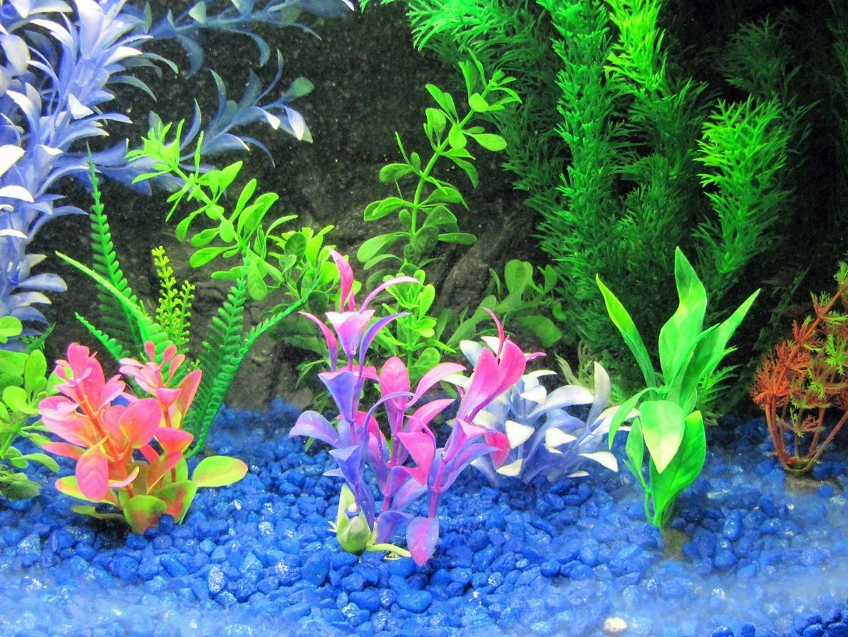 Ebay Aquarium Plants