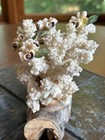 Vintage Natural Coral Specimen Seashell & Leaf Accents Wood Base Bonsai — photo 9