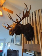 Moose mount taxidermy large.  Largest Moose I have ever seen in person.  