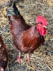Rhode Island Red Hatching Eggs (10+) — photo 2